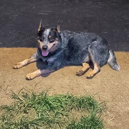 Copper - Australian Cattle Dog