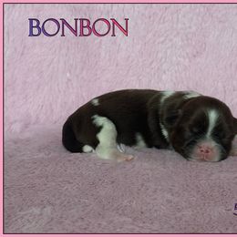 Bonbon - Liver and white female Shih Tzu puppy in Yelm, Washington from Lala's All Star Shih Tzu