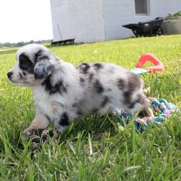 KING - Blue merle male Toy Australian Shepherd puppy in Springfield, Missouri from Long's lil Aussies
