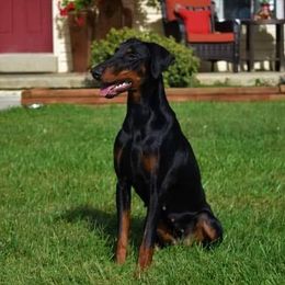 Doberman Pinscher All Grown Up from SolStorm Dobermanns