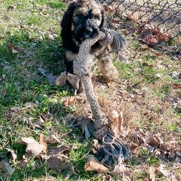 Schnoodle Puppies from Bentley's Beloved Paws