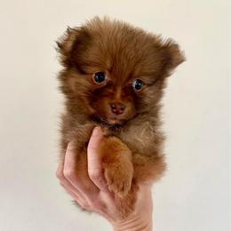 Autumn - Red sable female Pomeranian puppy in Stroud, Oklahoma from Laik’s Little Shihtz & Poms