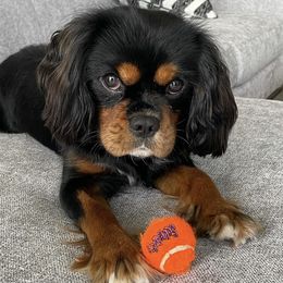 Cavalier King Charles Spaniels, Cavapoos, and Poodles from Maria's Pups