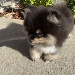 Pomeranians from Yolanda's Poms