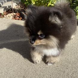 Pomeranians from Yolanda's Poms