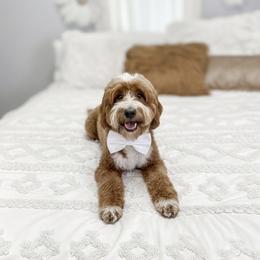 Coast - Goldendoodle