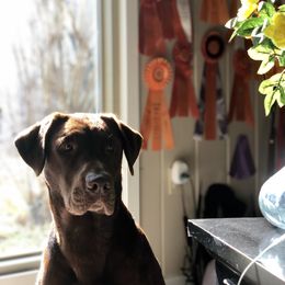 Bulleit - Labrador Retriever