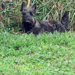 Cherry Coke - Black brindle female Scottish Terrier puppy in Bristol, Virginia from Schrute Farms Canine Clan