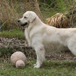 Golden Retrievers from Camp Rezy