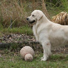 Golden Retrievers from Camp Rezy