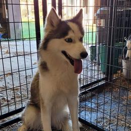 Polly - Pomsky