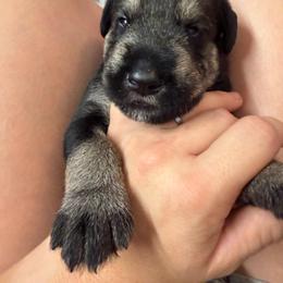 Boy 7 - Pepper and salt male Giant Schnauzer puppy in Mason, Ohio from Bourbon Country Schnauzers