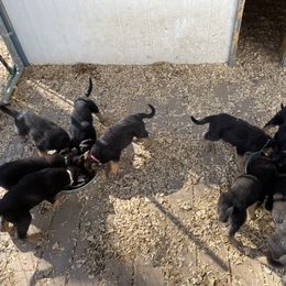 German Shepherd Puppies from Dady Shepherds