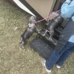 Standard Schnauzer puppies from Erregen kennels