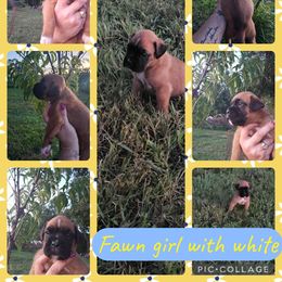 Girl 2 - Fawn female Boxer puppy in Hopkins, Michigan from Truax Farms