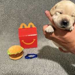 Big Mac - Yellow male Labrador Retriever puppy in Lancaster, South Carolina from Tidal Retrievers