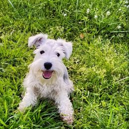 Miniature Schnauzer All Grown Up from Shuna Oliver