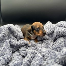 Boy 3 SMOOTH - Dapple male Dachshund puppy in Spanaway, Washington from 11 Oaks Kennels