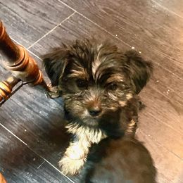 Captain - Blue and gold male Yorkshire Terrier puppy in San Jose, California from Little Furry Treasures