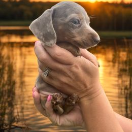 Astro - Fawn (isabella) and tan male Dachshund puppy in Pollok, Texas from Magnolia Kennels