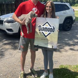Weimaraner Puppies from Three Oak’s Kennel