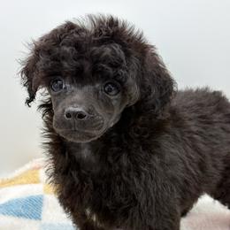 Jaguar - Black male Poodle puppy in Wheatland, California from Sapphire Ridge Poodles