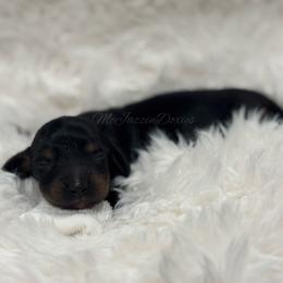 Brody - Black and tan male Dachshund puppy in Chehalis, Washington from McJazzin Doxies