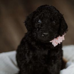 Rosie - Black Goldendoodle puppy in Morrow, Ohio from RemiRoodles