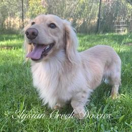 Aslan - Dachshund