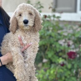 Jackson - Cream male Poodle puppy in Calimesa, California from Coriander Farm Pups