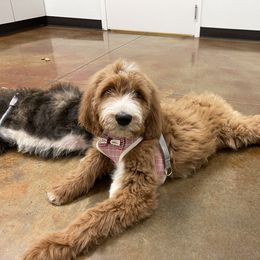 Goldendoodle Puppies from Muddydoodles