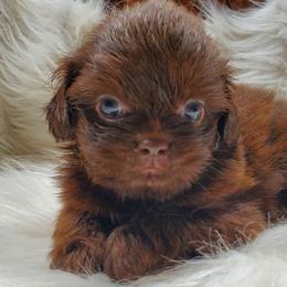 Dark Chocolate Male White Spot On Chest - Chocolate male Shih Tzu puppy in Hillsdale, Michigan from Prairie Fen Farm