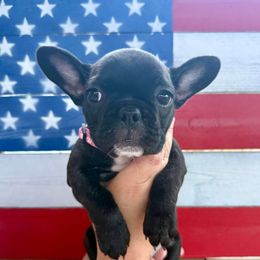 Girl 2 - Brindle and white female French Bulldog puppy in Summerville, Tennessee from R&J Frenchie
