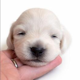 Praline (Purple) Limited AKC - Cream female Dachshund puppy in Nashville, Tennessee from Farmhouse Sausages - Located in TN delivers all over US