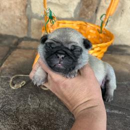 Yellow collar - Fawn female Pug puppy in Tucson, Arizona from Furever Friends
