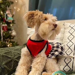 Sienna - Miniature Schnauzer