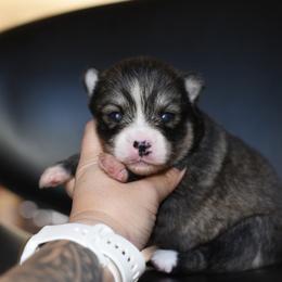 Maggie - Wolf sable female Pomsky puppy in Coos Bay, Oregon from Ocean View Pomskies