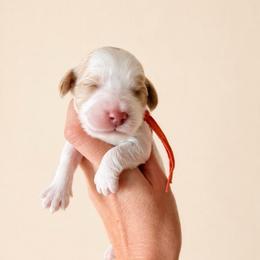 Morgan (Wallen) - Caramel cream male Australian Labradoodle puppy in Millville, California from Hope Lane Kennels