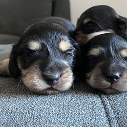 Dachshund Puppies from Dream Doxies