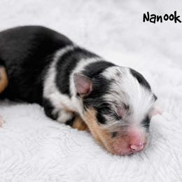 Nanook - Blue merle male Miniature Australian Shepherd puppy in Garden Plain, Kansas from Krazy K Aussies