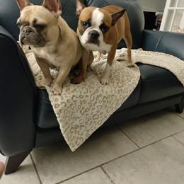 French Bulldog Puppies from Legends Frenchton's and French Bulldogs