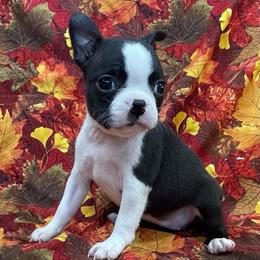 Tulip - Black brindle and white female Boston Terrier puppy in Fillmore, Illinois from Wind Hill Puppies