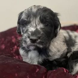 Goldendoodles and Poodles from Oodles of Puppy Love