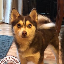 Winnie - Pomsky