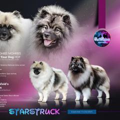 Keeshond puppies from StarStruck Keeshonden