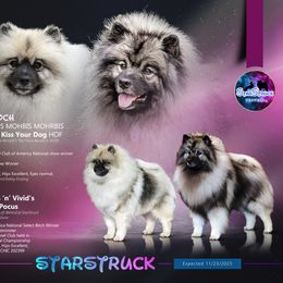 Keeshond puppies from StarStruck Keeshonden