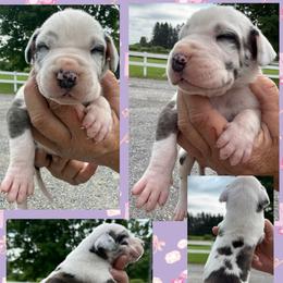 CHEVY - Brindle male Great Dane puppy in Wellsville, New York from Prophecy Danes