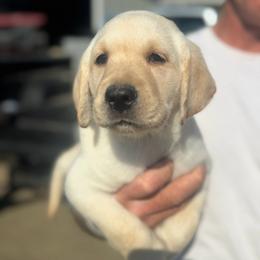 Male 3 - Yellow male Labrador Retriever puppy in Yamhill, Oregon from FitzGerald Kennels