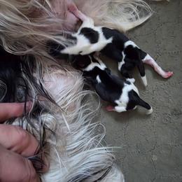 King - Black tan and white male Biewer Terrier puppy in Jamesville, New York from Mark Carfagno's Pups