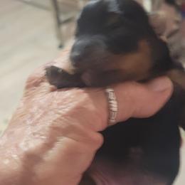 Grace - Black and tan female Yorkshire Terrier puppy in Chickasha, Oklahoma from SISSYS YORKIES